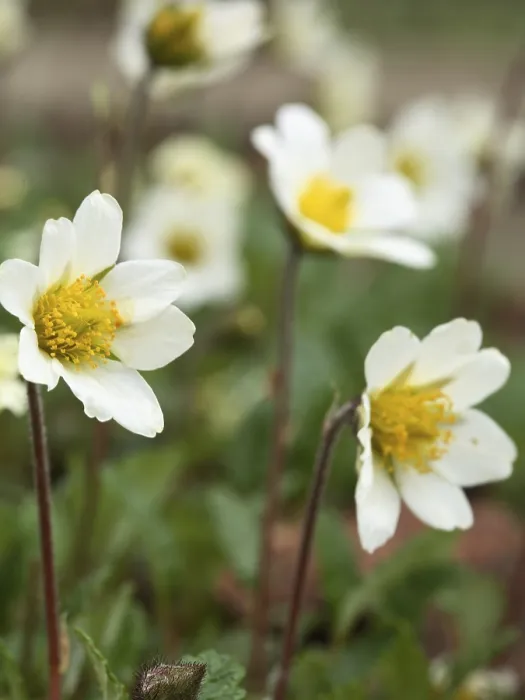 Gerahmter Druck : Dryas suendermannii Silberwurzel Gerahmter Druck : Dryas suendermannii Silberwurzel
