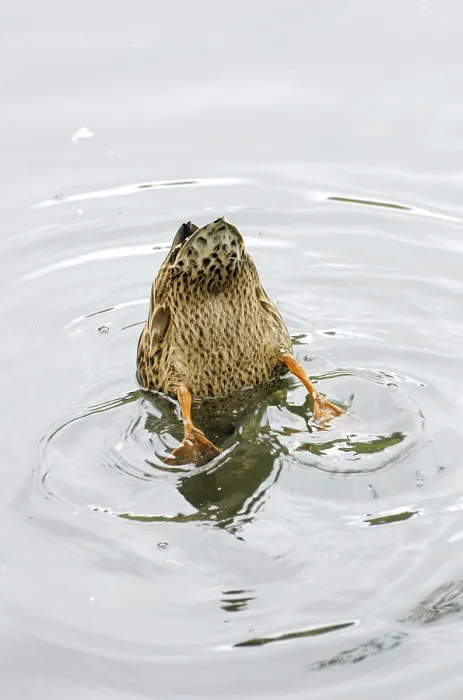 Gerahmter Druck : Enten, Badewanne, Sovata, Kreis Mureș