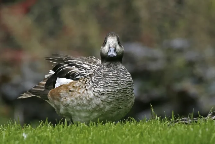 Gerahmter Druck : Enten Enten Gerahmter Druck : Enten Enten