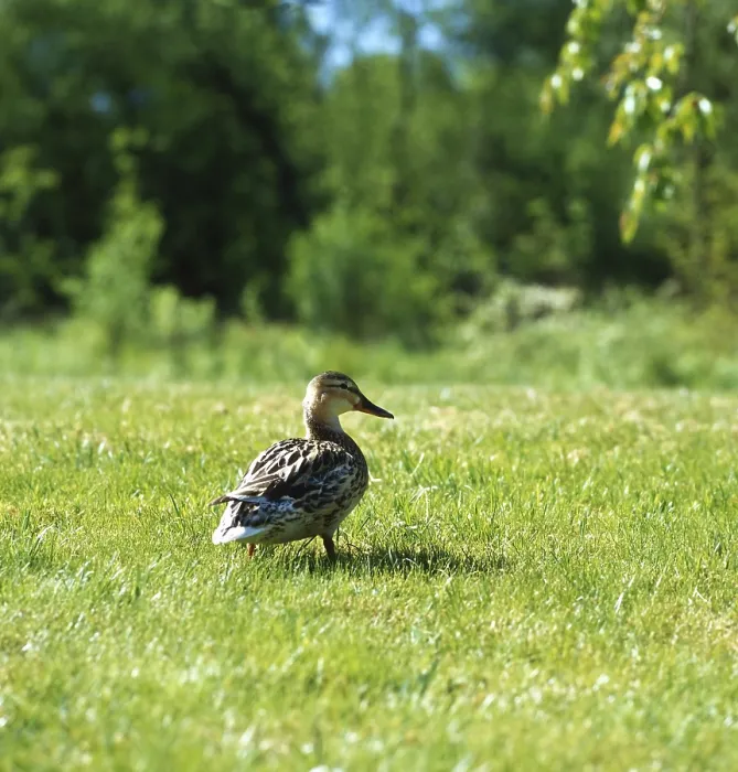 Gerahmter Druck : Ein Ente im Garten Gerahmter Druck : Ein Ente im Garten