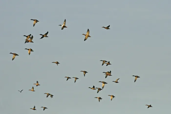Gerahmter Druck : Enten in Flug, Anas Clypeata. Gerahmter Druck : Enten in Flug, Anas Clypeata.