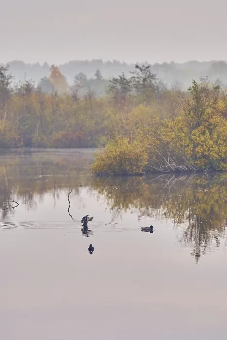 Gerahmter Druck : Enten auf dem Wasser in einem Sumpf. Gerahmter Druck : Enten auf dem Wasser in einem Sumpf.