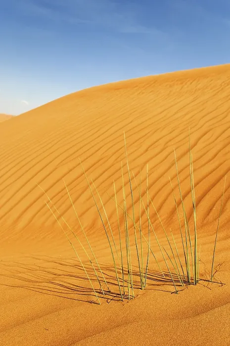 Gerahmter Druck : Seite eines Dünenfeldes mit Windwellen und Gras. Gerahmter Druck : Seite eines Dünenfeldes mit Windwellen und Gras.