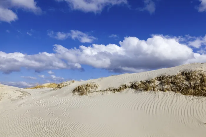 Gerahmter Druck : Vor den Dünen. Gerahmter Druck : Vor den Dünen.