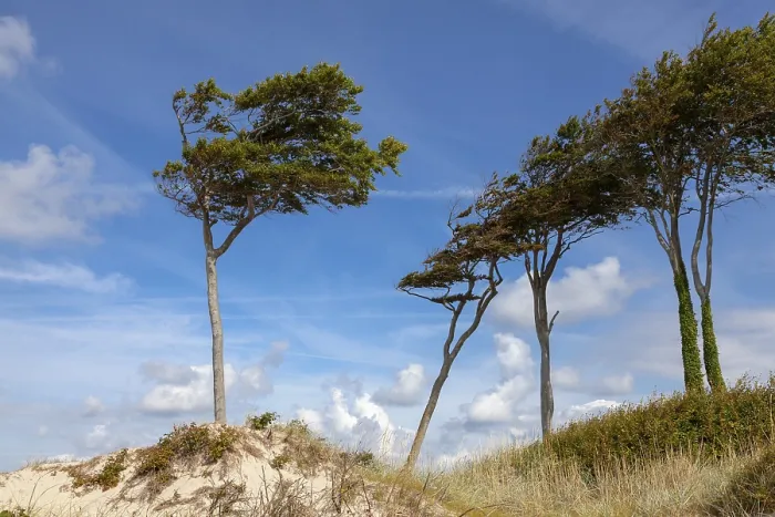 Gerahmter Druck : Sanddünen mit windgepeitschten Bäumen, Daber Wald Gerahmter Druck : Sanddünen mit windgepeitschten Bäumen, Daber Wald