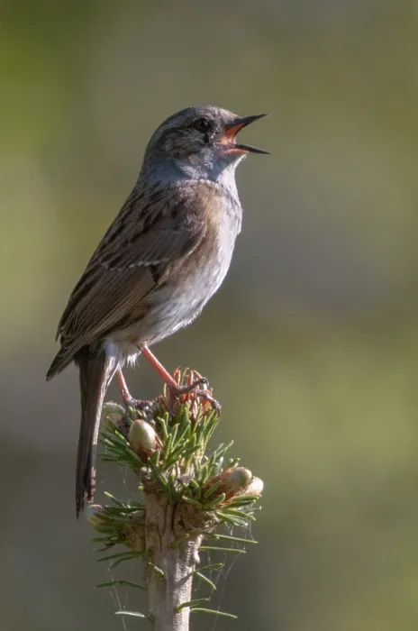Gerahmter Druck : Dunnock, Dunnock, Prunella modularis Gerahmter Druck : Dunnock, Dunnock, Prunella modularis