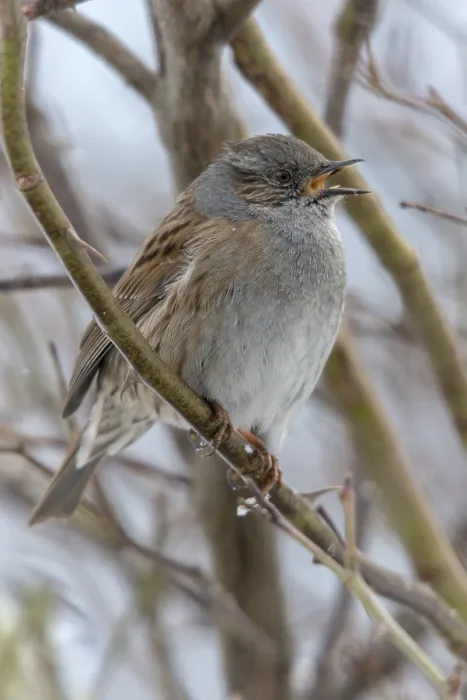 Gerahmter Druck : Dunnock, Dunnock, Prunella modularis Gerahmter Druck : Dunnock, Dunnock, Prunella modularis