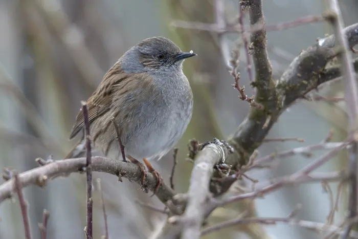Gerahmter Druck : Dunnock, Dunnock, Prunella modularis Gerahmter Druck : Dunnock, Dunnock, Prunella modularis