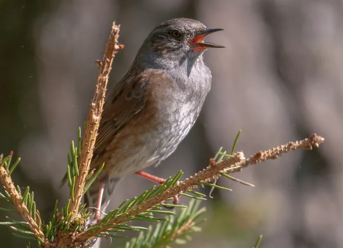 Gerahmter Druck : Dunnock, Dunnock, Prunella modularis Gerahmter Druck : Dunnock, Dunnock, Prunella modularis