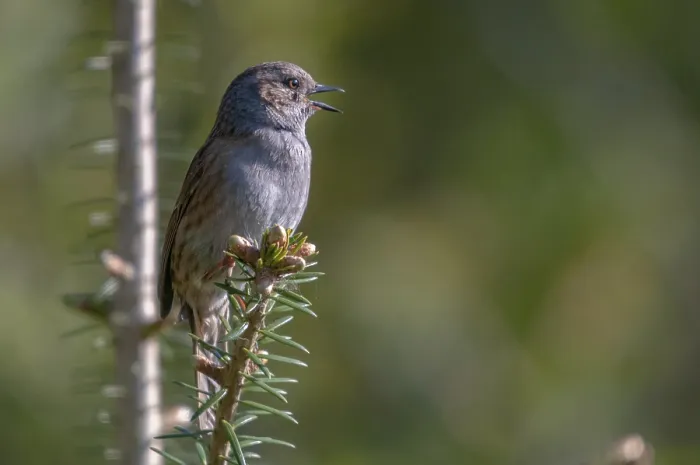 Gerahmter Druck : Dunnock, Dunnock, Prunella modularis Gerahmter Druck : Dunnock, Dunnock, Prunella modularis