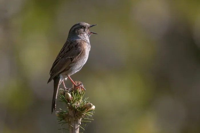 Gerahmter Druck : Dunnock, Dunnock, Prunella modularis Gerahmter Druck : Dunnock, Dunnock, Prunella modularis