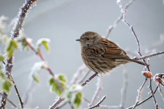 Gerahmter Druck : Dunnock, Heckenstrauch, Prunella modularis Gerahmter Druck : Dunnock, Heckenstrauch, Prunella modularis