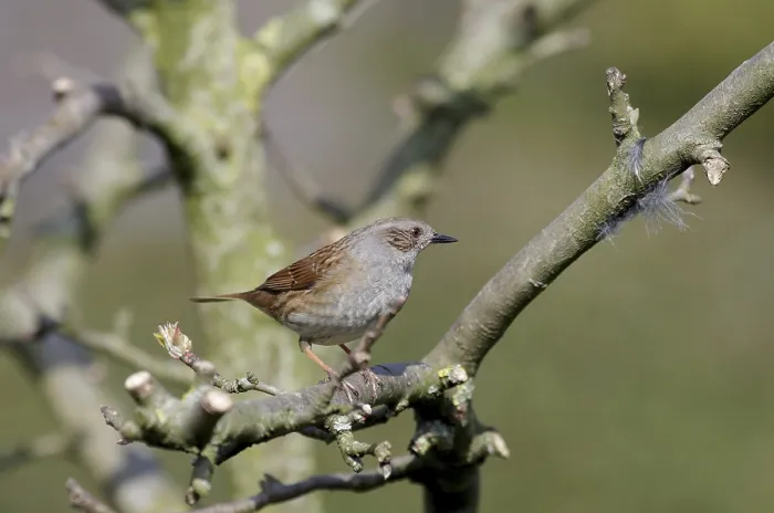 Gerahmter Druck : Dunnock (Prunella modularis) in einem deutschen Wald. Gerahmter Druck : Dunnock (Prunella modularis) in einem deutschen Wald.