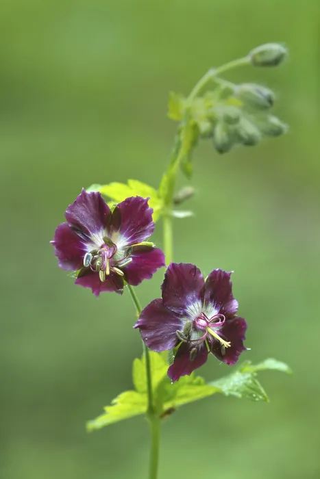 Gerahmter Druck : Dusky-Weichner (Geranium phaeum) Gerahmter Druck : Dusky-Weichner (Geranium phaeum)