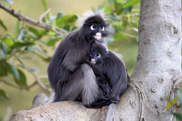 Gerahmter Druck : Dusky Leaf Monkeys (Trachypithecus obscurus) in einem Baum, weibliche mit Jungem Gerahmter Druck : Dusky Leaf Monkeys (Trachypithecus obscurus) in einem Baum, weibliche mit Jungem