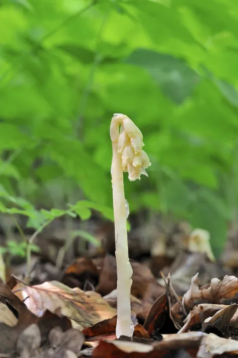 Gerahmter Druck : Nelkenwurz (Monotropa hypopitys) Gerahmter Druck : Nelkenwurz (Monotropa hypopitys)