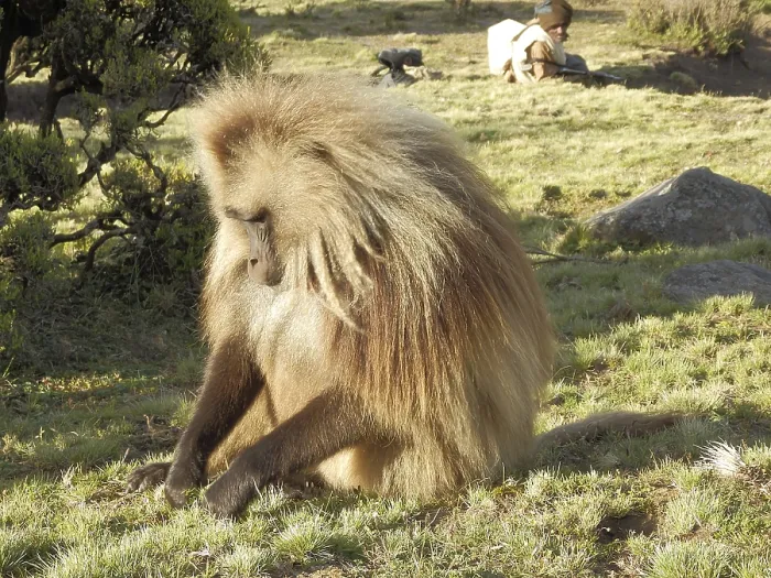 Gerahmter Druck : Ein Zwergbaboon (Theropithecus gelada) sitzt in einer Wiese und pflückt Gras. Gerahmter Druck : Ein Zwergbaboon (Theropithecus gelada) sitzt in einer Wiese und pflückt Gras.