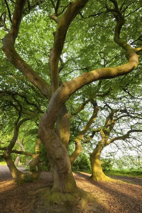 Gerahmter Druck : Zwergholz (Fagus sylvatica var) Gerahmter Druck : Zwergholz (Fagus sylvatica var)