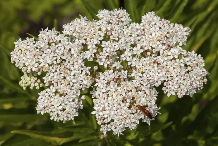 Gerahmter Druck : Alpenveilchen (Sambucus ebulus) Gerahmter Druck : Alpenveilchen (Sambucus ebulus)