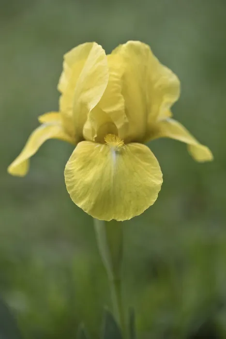 Gerahmter Druck : Zwerg-Blauweisse (Iris barbata Nana) Gerahmter Druck : Zwerg-Blauweisse (Iris barbata Nana)