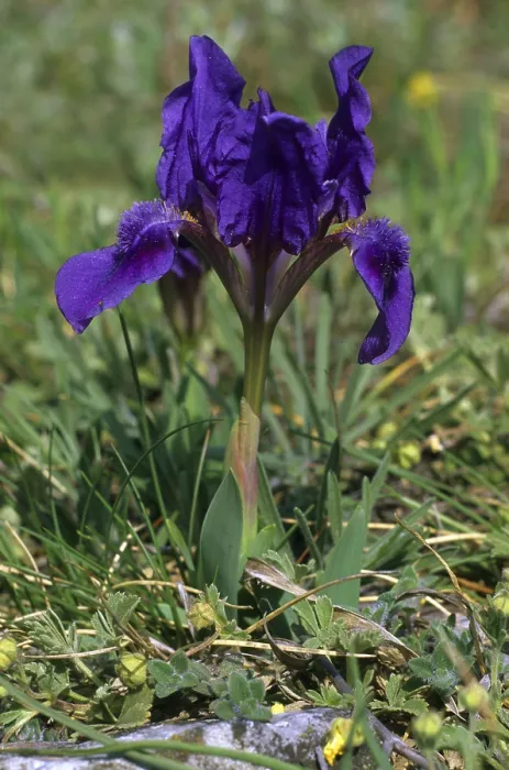 Gerahmter Druck : Zwergerbe (Iris pumila), blauer Typ. Gerahmter Druck : Zwergerbe (Iris pumila), blauer Typ.