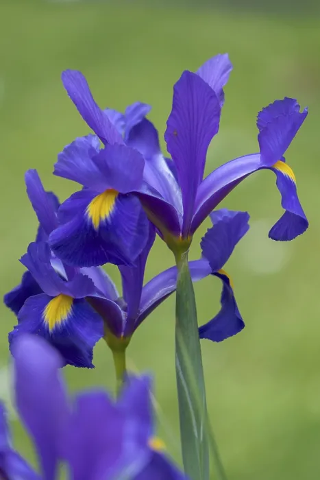 Gerahmter Druck : Wurzel-Iris (Iris pumila) oder Zwerg-iris. Gerahmter Druck : Wurzel-Iris (Iris pumila) oder Zwerg-iris.
