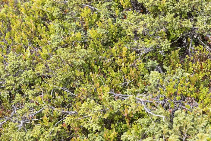 Gerahmter Druck : Dwarf-Juniper (Juniperus communis var. saxatilis) und Blaubeeren (Vaccinium myrtillus) in der Nipfjallet-Region, Idre, Dalarnas län, Schweden Gerahmter Druck : Dwarf-Juniper (Juniperus communis var. saxatilis) und Blaubeeren (Vaccinium myrtillus) in der Nipfjallet-Region, Idre, Dalarnas län, Schweden
