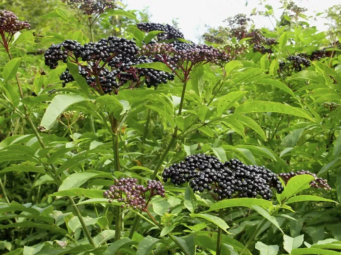 Gerahmter Druck : Zwerge (Sambucus ebulus) Schwarzer Holunder Gerahmter Druck : Zwerge (Sambucus ebulus) Schwarzer Holunder