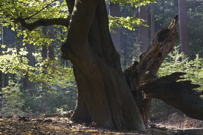 Gerahmter Druck : Sterbende Kupfer-Buche (Fagus sylvatica) Gerahmter Druck : Sterbende Kupfer-Buche (Fagus sylvatica)