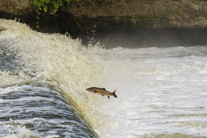 Gerahmter Druck : Ein dynamisches Bild eines Barbenfisches, der über einen Flusswasserfall springt. Gerahmter Druck : Ein dynamisches Bild eines Barbenfisches, der über einen Flusswasserfall springt.