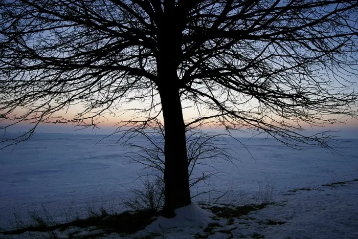 Gerahmter Druck : Baum ohne Blätter Gerahmter Druck : Baum ohne Blätter
