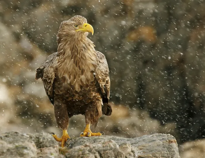 Gerahmter Druck : Bald Eagle in Norwegen Gerahmter Druck : Bald Eagle in Norwegen