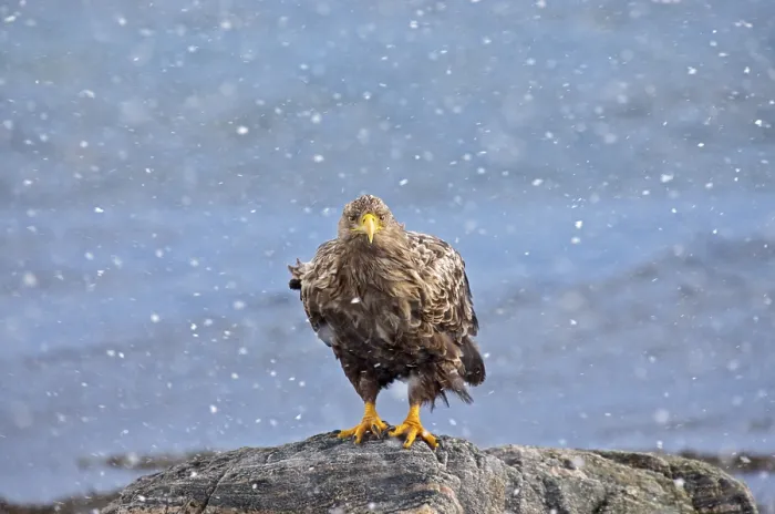Gerahmter Druck : Eagle in Norway: Adler in Norwegen Gerahmter Druck : Eagle in Norway: Adler in Norwegen