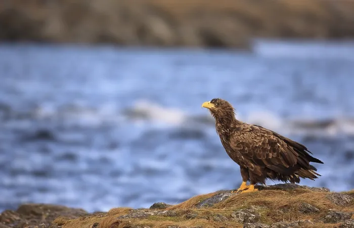 Gerahmter Druck : Adler in Norwegen Gerahmter Druck : Adler in Norwegen