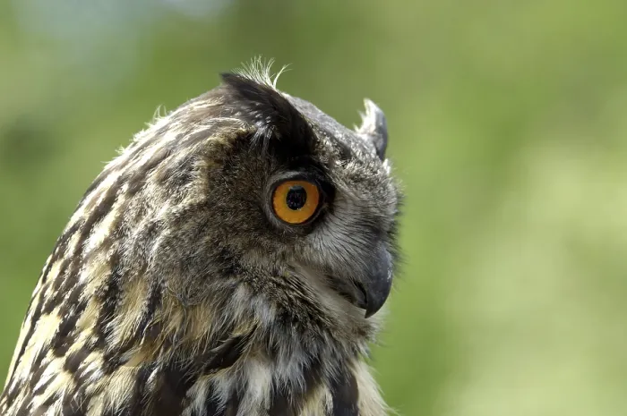 Gerahmter Druck : Eulenbussard Bubo bubo Gerahmter Druck : Eulenbussard Bubo bubo