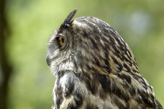 Gerahmter Druck : Eulenbussard Bubo bubo Gerahmter Druck : Eulenbussard Bubo bubo