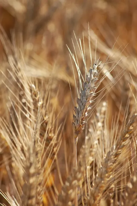 Gerahmter Druck : Ein Weizenährenaufnahme in einem Feld. Gerahmter Druck : Ein Weizenährenaufnahme in einem Feld.