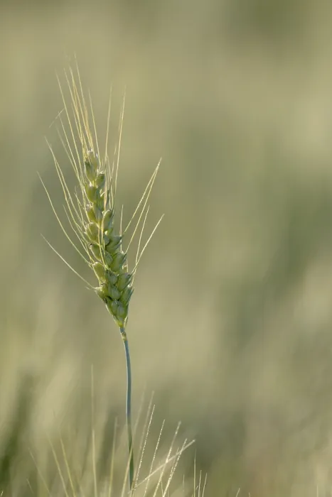 Gerahmter Druck : Ohr im Weizenfeld (Triticum) Gerahmter Druck : Ohr im Weizenfeld (Triticum)