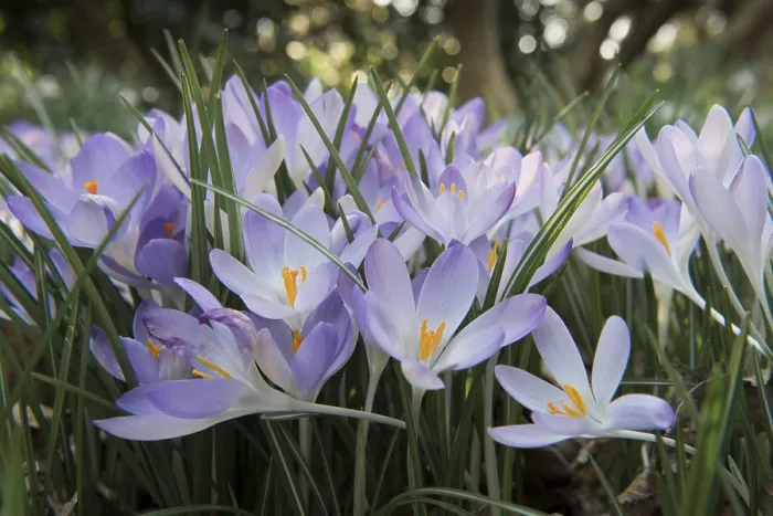 Gerahmter Druck : Früher Crocus (Crocus tommasinianus) Gerahmter Druck : Früher Crocus (Crocus tommasinianus)