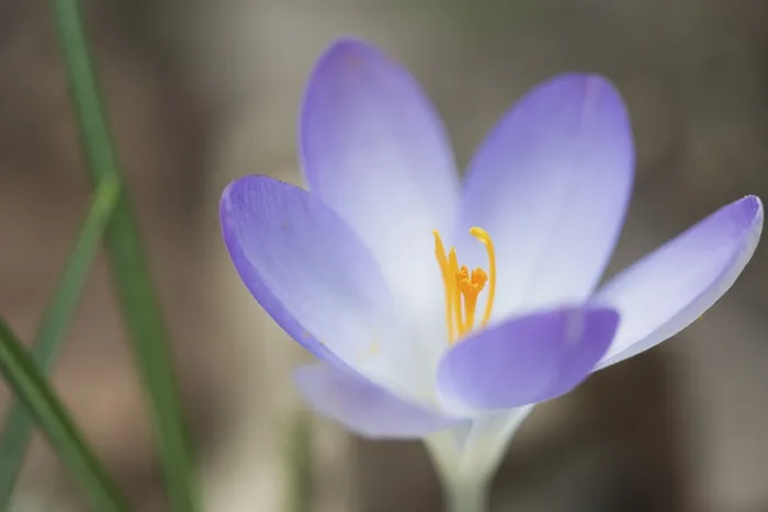 Gerahmter Druck : Früher Crocus (Crocus tommasinianus) Gerahmter Druck : Früher Crocus (Crocus tommasinianus)