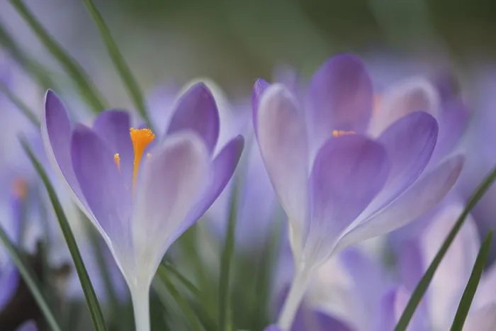 Gerahmter Druck : Früher Crocus (Crocus tommasinianus) Gerahmter Druck : Früher Crocus (Crocus tommasinianus)