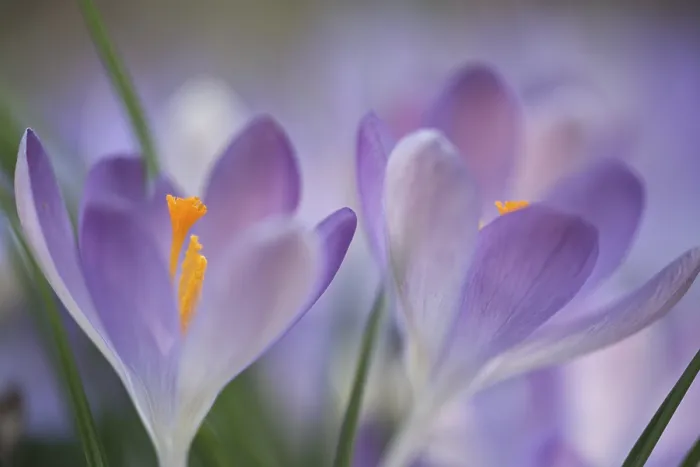 Gerahmter Druck : Früher Crocus (Crocus tommasinianus) Gerahmter Druck : Früher Crocus (Crocus tommasinianus)