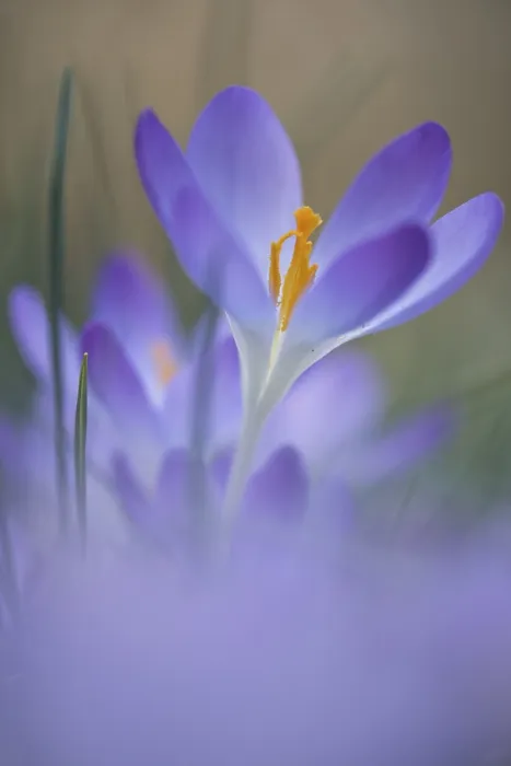 Gerahmter Druck : Früher Crocus (Crocus tommasinianus) Gerahmter Druck : Früher Crocus (Crocus tommasinianus)