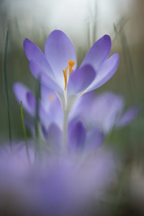 Gerahmter Druck : Früher Crocus (Crocus tommasinianus)
