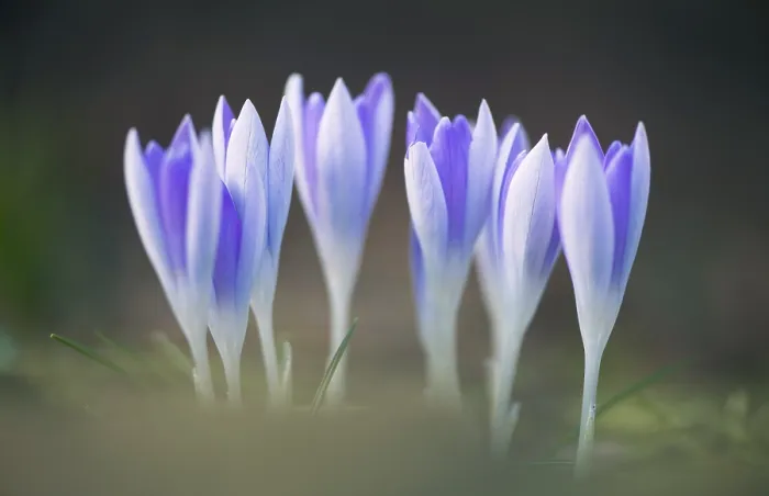 Gerahmter Druck : Früher Crocus (Crocus tommasinianus) Gerahmter Druck : Früher Crocus (Crocus tommasinianus)