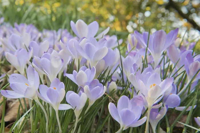 Gerahmter Druck : Frischer Kreuzkraut (Crocus tommasinianus) Gerahmter Druck : Frischer Kreuzkraut (Crocus tommasinianus)