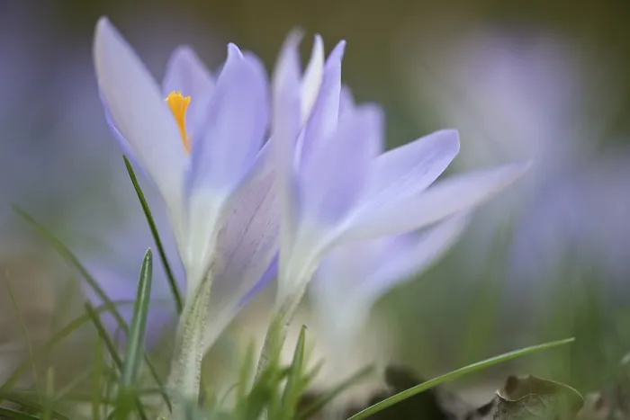 Gerahmter Druck : Früher Crocus (Crocus tommasinianus) Gerahmter Druck : Früher Crocus (Crocus tommasinianus)