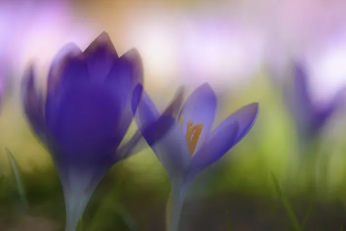 Gerahmter Druck : Frischer Knoblauchkrokus (Crocus tommasinianus) Gerahmter Druck : Frischer Knoblauchkrokus (Crocus tommasinianus)