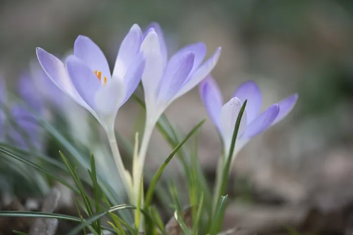 Gerahmter Druck : Früher Crocus (Crocus tommasinianus) Gerahmter Druck : Früher Crocus (Crocus tommasinianus)