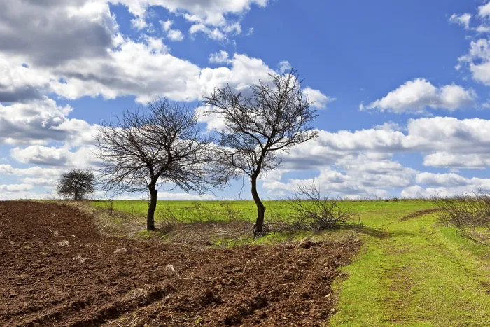 Gerahmter Druck : Frisch heraufkommender Frühling